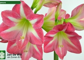 hippeastrum Exposure (2)